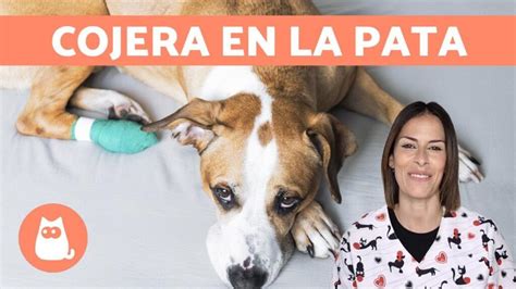 mi perro esta cojo|Por qué cojea mi perro: causas de cojera en los。